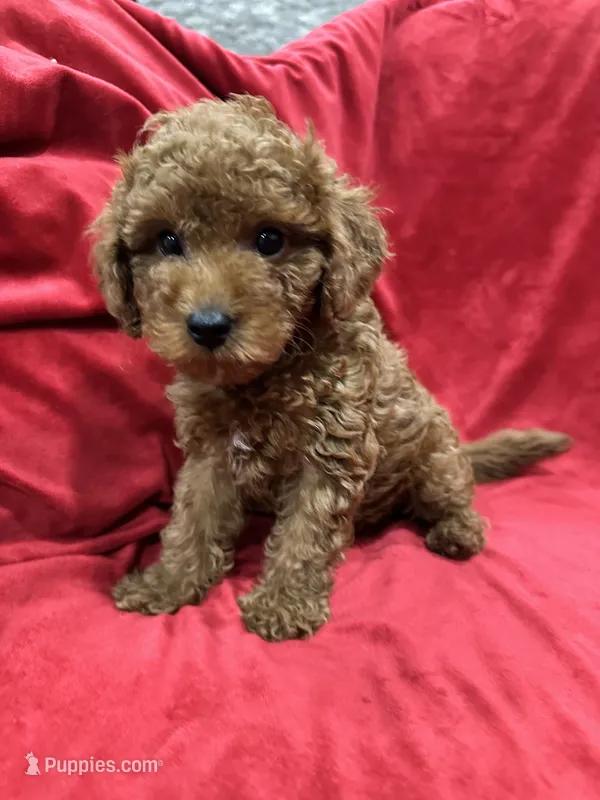 Maxi  – Maltipoo puppy for sale in Valencia, CA