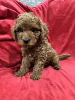 Maxi , a male Maltipoo for sale in Valencia, CA – 1 of 10