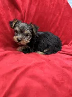 Paris, a female Yorkshire Terrier for sale in Valencia, CA – 2 of 10