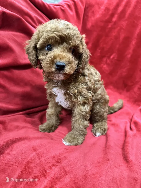 Remi – Maltipoo puppy for sale in Valencia, CA