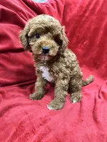 Remi, a female Maltipoo for sale in Valencia, CA – 1 of 9