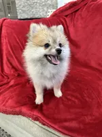 Bella, a female Pomeranian for sale in Valencia, CA – 4 of 10