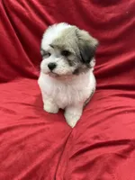 Oliver, a male Shihpoo for sale in Valencia, CA – 8 of 10