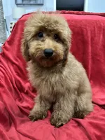 Theo, a male Poodle - Toy  for sale in Valencia, CA – 9 of 9