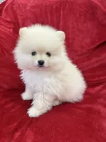 Benji, a male Pomeranian for sale in Valencia, CA – 6 of 10