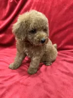 Ruby, a female Poodle - Toy  for sale in Valencia, CA – 3 of 10