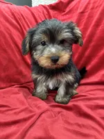 Milo, a male Yorkshire Terrier for sale in Valencia, CA – 4 of 10