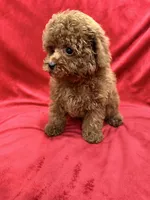 Meli, a female Poodle - Toy  for sale in Valencia, CA – Photo 9 of 10