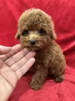 Meli, a female Poodle - Toy  for sale in Valencia, CA – Photo 5 of 10