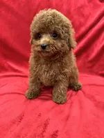 Meli, a female Poodle - Toy  for sale in Valencia, CA – Photo 8 of 10