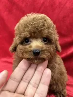 Meli, a female Poodle - Toy  for sale in Valencia, CA – Photo 4 of 10