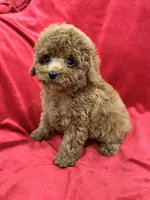 Meli, a female Poodle - Toy  for sale in Valencia, CA – Photo 7 of 10