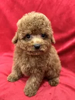 Meli, a female Poodle - Toy  for sale in Valencia, CA – Photo 3 of 10