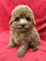 Meli, a female Poodle - Toy  for sale in Valencia, CA – Photo 10 of 10