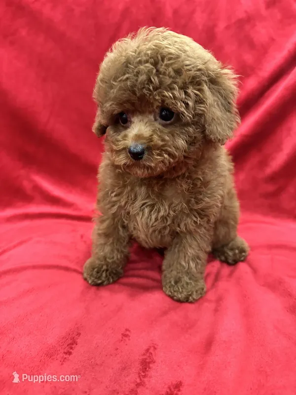 Meli – Poodle - Toy  puppy for sale in Valencia, CA