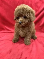 Meli, a female Poodle - Toy  for sale in Valencia, CA – Photo 1 of 10