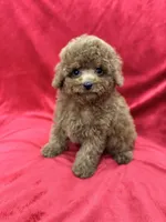 Meli, a female Poodle - Toy  for sale in Valencia, CA – Photo 2 of 10