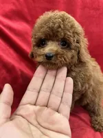 Meli, a female Poodle - Toy  for sale in Valencia, CA – Photo 6 of 10