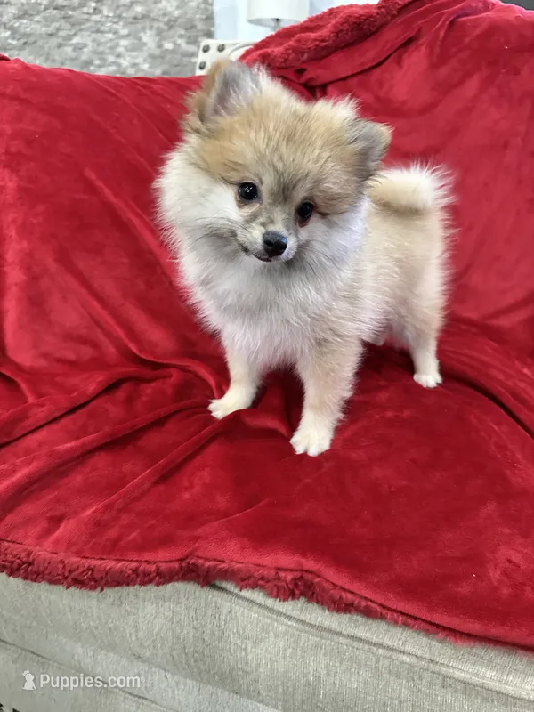 Bella – Pomeranian puppy for sale in Valencia, CA
