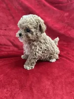 Cooper , a male Maltipoo for sale in Valencia, CA – 9 of 10