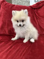 Arnold, a male Pomeranian for sale in Valencia, CA – 5 of 10