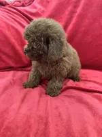 Mia, a female Poodle - Toy  for sale in Valencia, CA – Photo 2 of 10