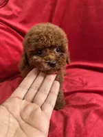 Mia, a female Poodle - Toy  for sale in Valencia, CA – Photo 10 of 10
