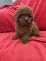 Mia, a female Poodle - Toy  for sale in Valencia, CA – Photo 3 of 10