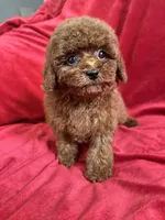 Mia, a female Poodle - Toy  for sale in Valencia, CA – Photo 9 of 10