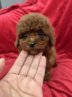 Mia, a female Poodle - Toy  for sale in Valencia, CA – Photo 5 of 10