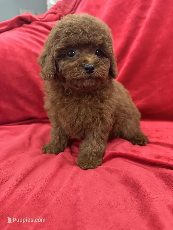 Mia – Poodle - Toy  puppy for sale in Valencia, CA
