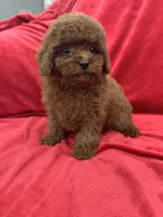 Mia, a female Poodle - Toy  for sale in Valencia, CA – Photo 1 of 10