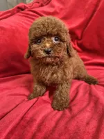 Mia, a female Poodle - Toy  for sale in Valencia, CA – Photo 8 of 10