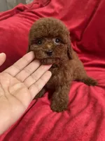 Mia, a female Poodle - Toy  for sale in Valencia, CA – Photo 6 of 10