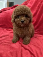 Mia, a female Poodle - Toy  for sale in Valencia, CA – Photo 7 of 10