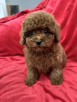Mia, a female Poodle - Toy  for sale in Valencia, CA – Photo 4 of 10