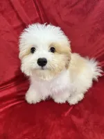 Mika, a female Maltipoo for sale in Valencia, CA – 2 of 10