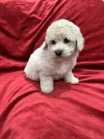 Bruno, a male Maltipoo for sale in Valencia, CA – 7 of 10