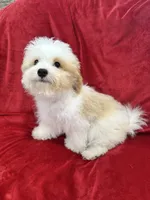 Mika, a female Maltipoo for sale in Valencia, CA – 8 of 10