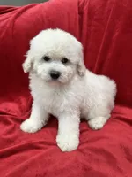 Katty, a female Maltipoo for sale in Valencia, CA – 2 of 9