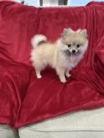 Bella, a female Pomeranian for sale in Valencia, CA – 8 of 10