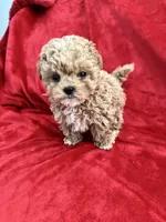 Cooper , a male Maltipoo for sale in Valencia, CA – 5 of 10