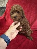 Milo, a male Poodle - Toy  for sale in Valencia, CA – 7 of 9