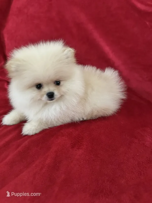 Channel , a female Pomeranian for sale in Valencia, CA – 1 of 10