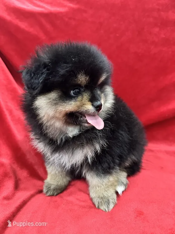 Nico, a male Pomeranian for sale in Valencia, CA – Photo 1 of 10