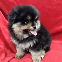 Nico, a male Pomeranian for sale in Valencia, CA – Photo 1 of 10