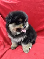 Nico, a male Pomeranian for sale in Valencia, CA – Photo 1 of 10