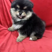 Nico, a male Pomeranian for sale in Valencia, CA – Photo 3 of 10