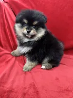 Nico, a male Pomeranian for sale in Valencia, CA – Photo 3 of 10