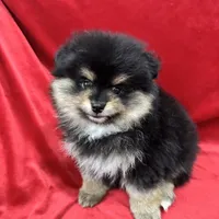 Nico, a male Pomeranian for sale in Valencia, CA – Photo 4 of 10